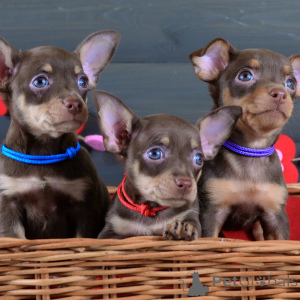 Photo №2 to announcement № 154702 for the sale of pražský krysařík - buy in Germany private announcement