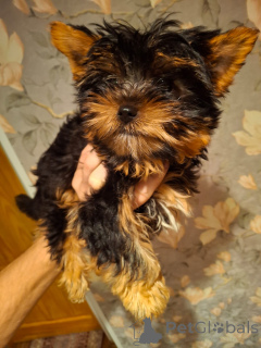 Photo №3. Purebred Yorkshire Terrier puppies. Latvia
