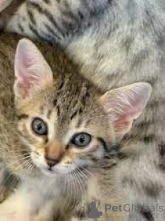 Photo №3. Egyptische Mau-kittens te koop. Netherlands