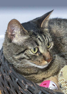 Photo №4. I will sell  in the city of Moskova. private announcement - price - Is free