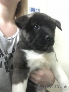 Photo №2 to announcement № 168929 for the sale of akita - buy in Finland 