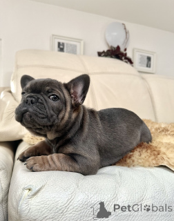 Photo №1. french bulldog - for sale in the city of Innsbruck | negotiated | Announcement № 160896