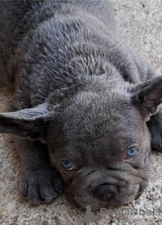 Additional photos: French bulldog puppies