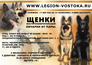 Photo №1. east-european shepherd - for sale in the city of Komsomolsk-on-Amur | Negotiated | Announcement № 5089