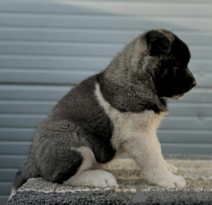 Additional photos: American Akita, puppies with exhibition character