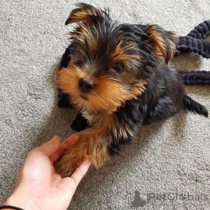 Photo №1. yorkshire terrier - for sale in the city of Cologne | 280$ | Announcement № 119343