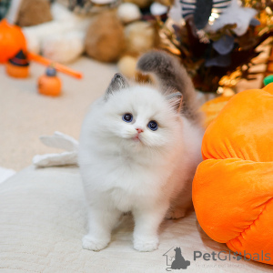 Photo №1. ragdoll - for sale in the city of Reims | negotiated | Announcement № 158641