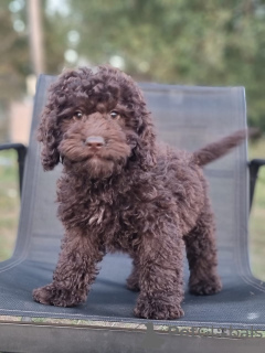 Photo №1. labradoodle - for sale in the city of Tula | 3905$ | Announcement № 114610