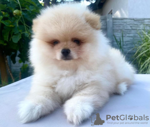 Photo №1. pomeranian - for sale in the city of Krivoy Rog | 634$ | Announcement № 65722