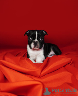 Additional photos: Boston terrier puppies