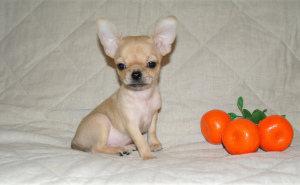 Additional photos: Sold Chihuahua babies, age 2 months.