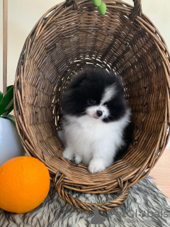 Photo №4. I will sell pomeranian in the city of Nottingham. private announcement - price - 468$