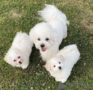 Photo №1. bichon frise - for sale in the city of Лидкомб | 500$ | Announcement № 89888