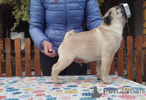 Photo №2 to announcement № 124832 for the sale of pug - buy in Serbia 