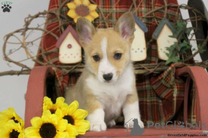 Photo №1. welsh corgi - for sale in the city of Ventnor City | Is free | Announcement № 63527