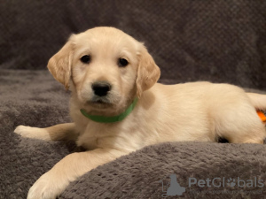 Photo №2 to announcement № 36305 for the sale of golden retriever - buy in United States 