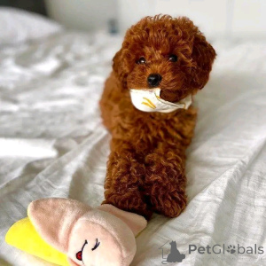 Photo №1. poodle (toy) - for sale in the city of Munich | 495$ | Announcement № 161533