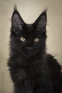 Photo №1. maine coon - for sale in the city of Москва | 520$ | Announcement № 5951