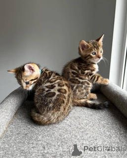 Photo №1. bengal cat - for sale in the city of Florida | 450$ | Announcement № 135879