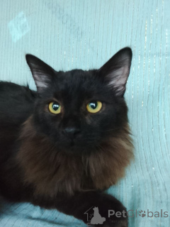 Photo №2 to announcement № 161311 for the sale of  - buy in Russian Federation 