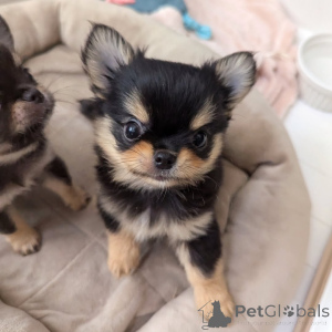 Photo №1. chihuahua - for sale in the city of Helsinki | 516$ | Announcement № 164044