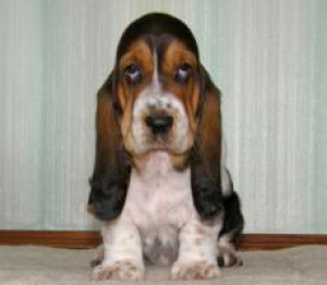 Photo №1. basset hound - for sale in the city of Kiev | Negotiated | Announcement № 1908