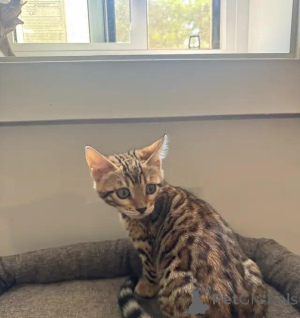 Photo №2 to announcement № 176012 for the sale of bengal cat - buy in Germany private announcement