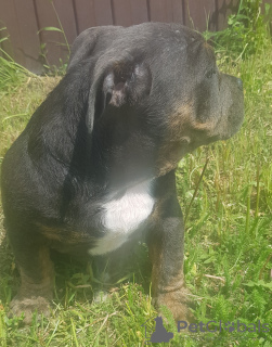 Photo №2 to announcement № 19965 for the sale of american bully - buy in Russian Federation from nursery
