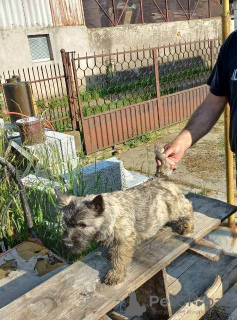 Photo №4. I will sell non-pedigree dogs in the city of Batočina.  - price - negotiated