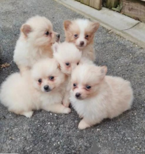 Photo №1. pomeranian - for sale in the city of Bad Wildungen | 599$ | Announcement № 175473
