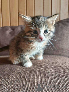 Photo №1.  - for sale in the city of Moskova | Is free | Announcement № 157032