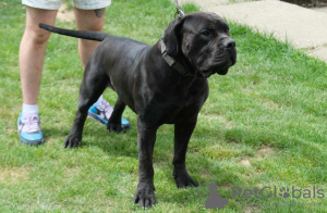 Photo №3. South African Boerboel Mastiff puppies. Serbia