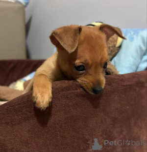 Photo №3. Home Trained Doberman Puppies. Germany