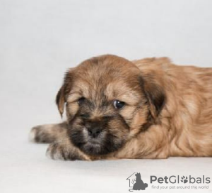 Photo №1. tibetan terrier - for sale in the city of Москва | 976$ | Announcement № 123414