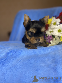 Additional photos: Yorkie puppies reserve