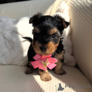 Photo №2 to announcement № 168239 for the sale of  - buy in Germany 