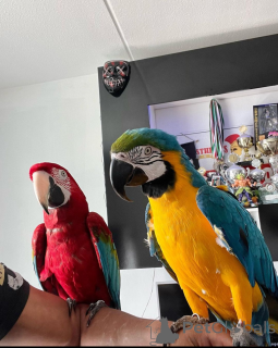 Photo №1.  - for sale in the city of Berlin | Is free | Announcement № 161913