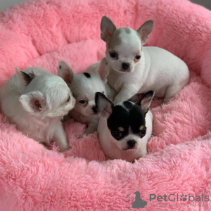 Photo №2 to announcement № 14030 for the sale of chihuahua - buy in Ukraine private announcement