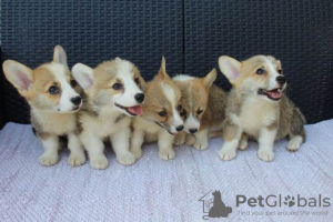 Additional photos: Welsh Corgi Pembroke puppies