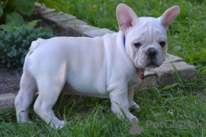 Photo №1. french bulldog - for sale in the city of Mogilyov | negotiated | Announcement № 7302