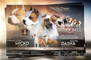 Photo №1. american staffordshire terrier - for sale in the city of Kragujevac | negotiated | Announcement № 171545