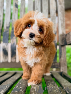 Photo №2 to announcement № 169339 for the sale of non-pedigree dogs - buy in Czech Republic breeder