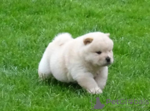 Photo №2 to announcement № 100260 for the sale of chow chow - buy in Poland private announcement, from nursery, from the shelter, breeder