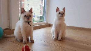 Photo №4. I will sell thai cat in the city of Palanga. from nursery - price - 614$