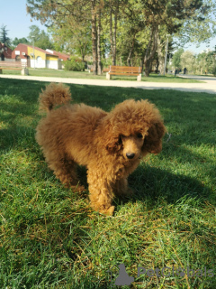 Additional photos: Red Dwarf Poodle Male