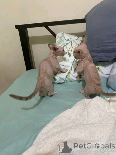 Photo №3. Bambino-Kätzchen zur Adoption verfügbar. Germany