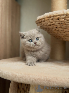 Photo №2 to announcement № 177844 for the sale of british shorthair - buy in Netherlands breeder
