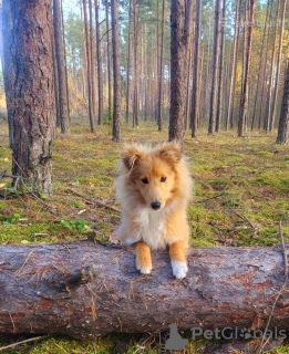 Photo №1. shetland sheepdog - for sale in the city of Kaunas | Is free | Announcement № 122734