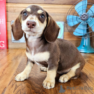 Photo №3. Magnolia Dachshund Female 11 weeks old. Germany