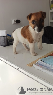 Photo №4. I will sell fox terrier in the city of Бельцы. private announcement - price - 946$